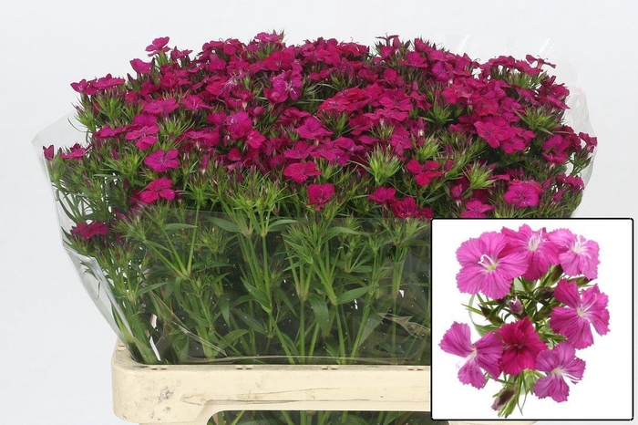 <h4>DI BARB AM NEON CHER</h4>