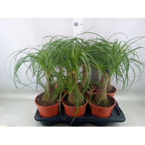 Beaucarnea recurvata