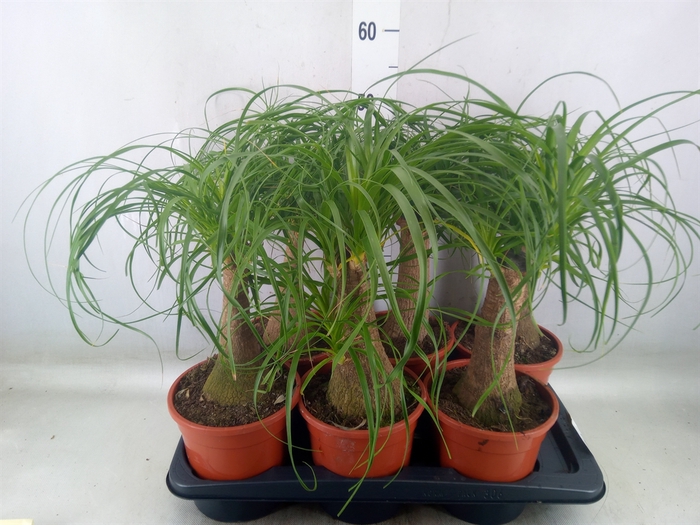 <h4>Beaucarnea recurvata</h4>