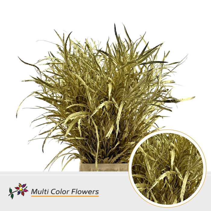 <h4>Grevillea Goud</h4>