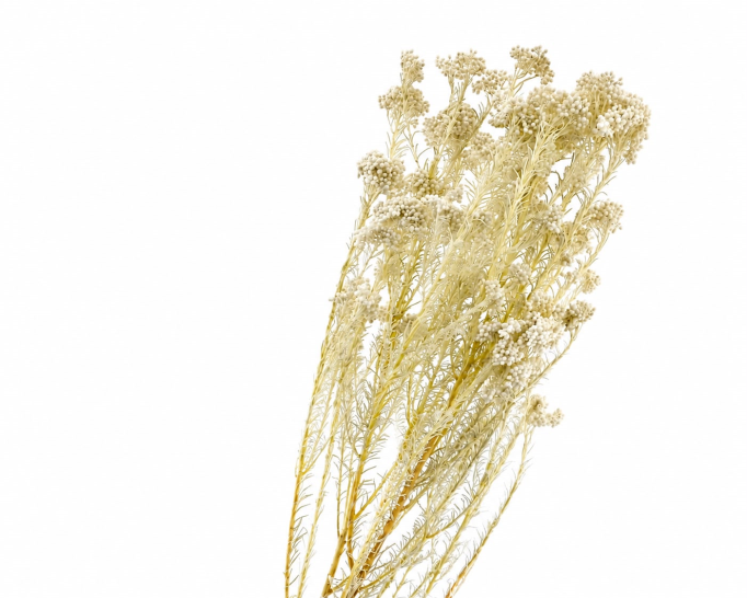 <h4>Dried Bleached Rice Flower</h4>