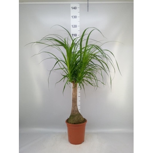 Beaucarnea recurvata