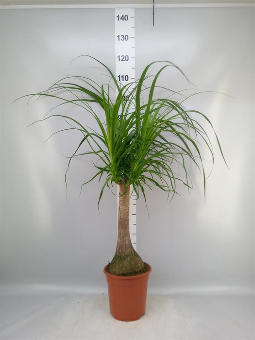 <h4>Beaucarnea recurvata</h4>