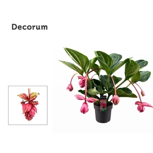 Medinilla Magnifica Flamenco 2 etage 6 knop (Decorum)