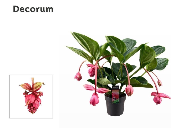 <h4>Medinilla Magnifica Flamenco 2 etage 6 knop (Decorum)</h4>