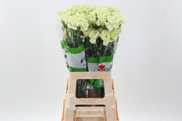 <h4>Di St Pistacho</h4>