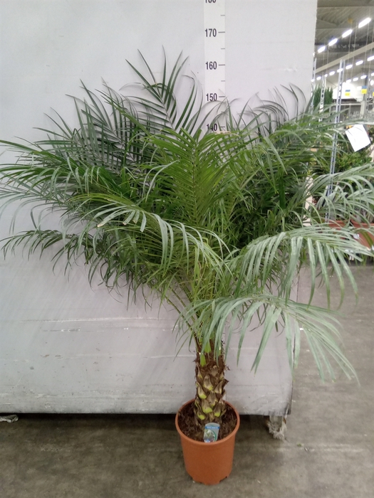 <h4>Phoenix roebelenii</h4>