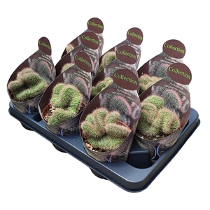 NYCTOCEREUS SERPENTINUS CRESTATO - POT Ø 10,5 - COLLECTION WITH POTCOVER (CACTUS)