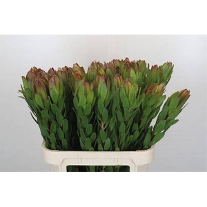 Leucadendron Goldstrike Odilia