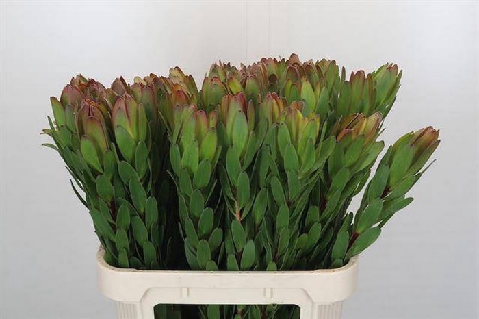 <h4>Leucadendron Goldstrike Odilia</h4>