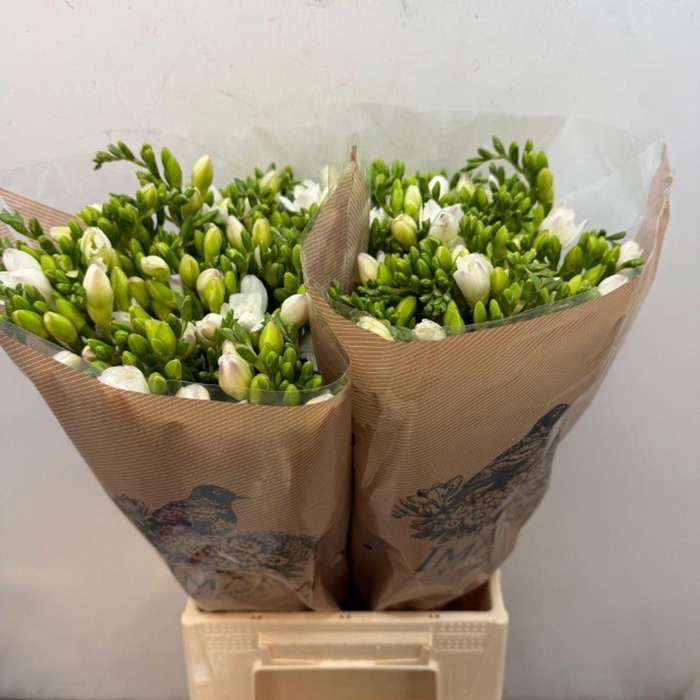 <h4>Freesia dub Stelvio</h4>