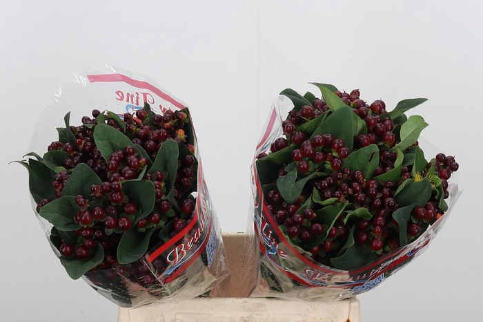 <h4>Hyp Globo Burgundy</h4>