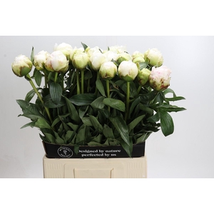 Paeonia Bowl Of Cream