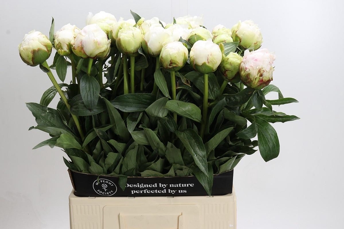 <h4>Paeonia Bowl Of Cream</h4>