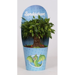 Ficus Be Green Kinky Sprookjesboom Dragon