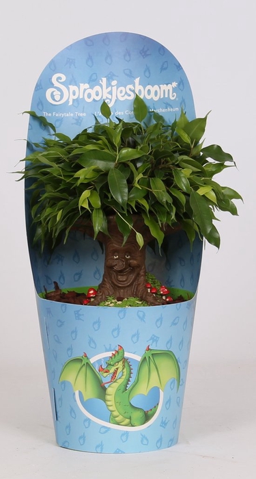 <h4>Ficus Be Green Kinky Sprookjesboom Dragon</h4>