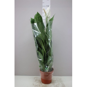 Spathiphyllum Sweet Lauretta