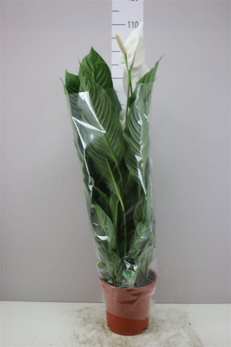 <h4>Spathiphyllum Sweet Lauretta</h4>