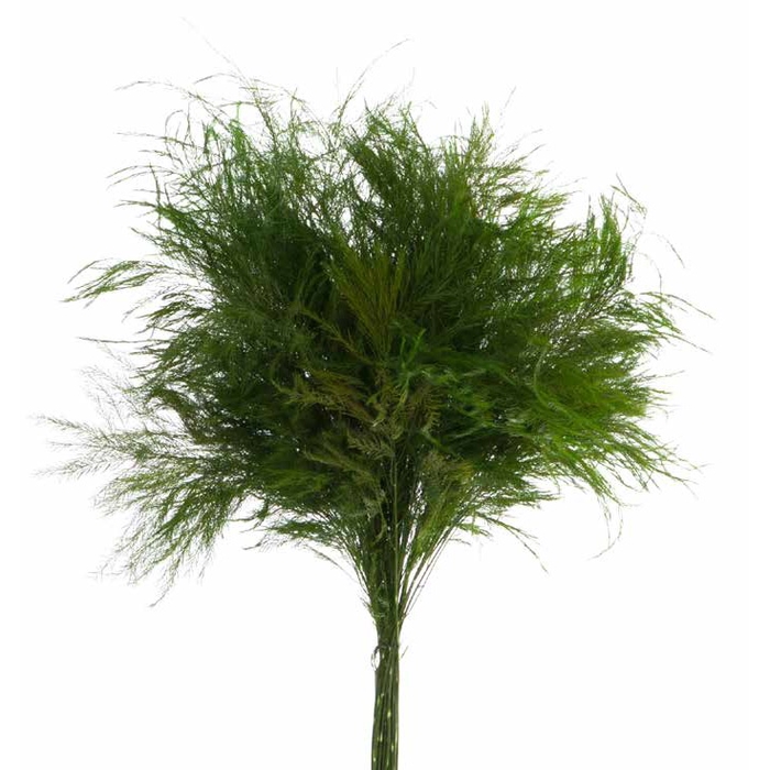 <h4>Tiki Green</h4>