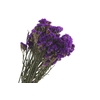 Statice Blauw Natural