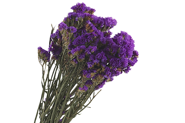 <h4>Statice Blauw Natural</h4>