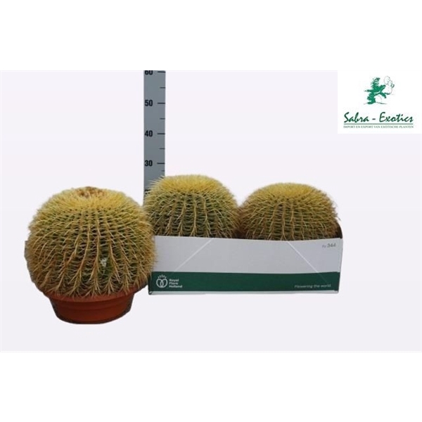 <h4>Echinocactus grusonii</h4>