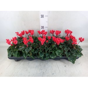 Cyclamen KL 'Metis'