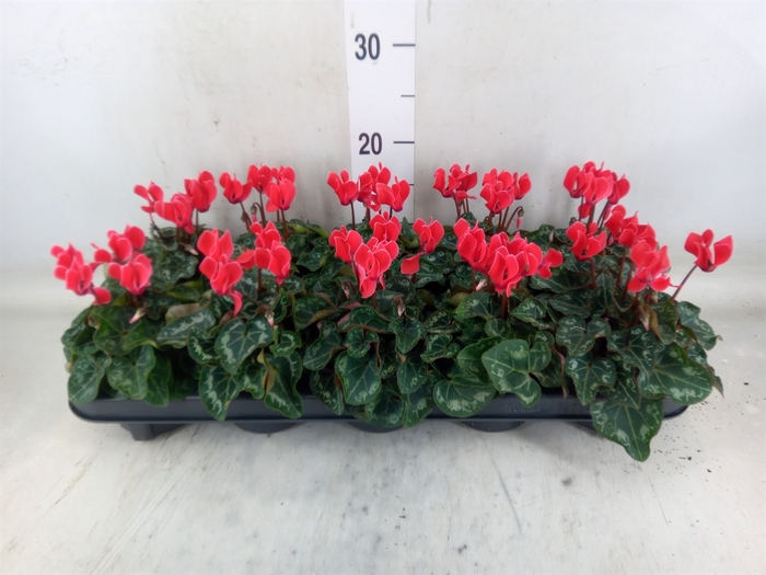 <h4>Cyclamen KL 'Metis'</h4>