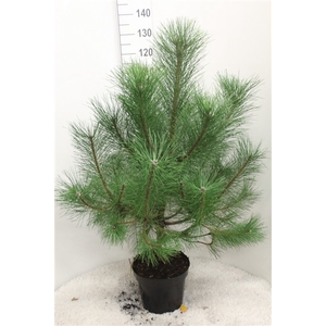 Pinus nigra nigra P29 potgedrukt