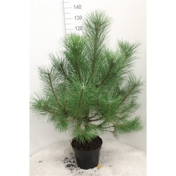 <h4>Pinus nigra nigra P29 potgedrukt</h4>