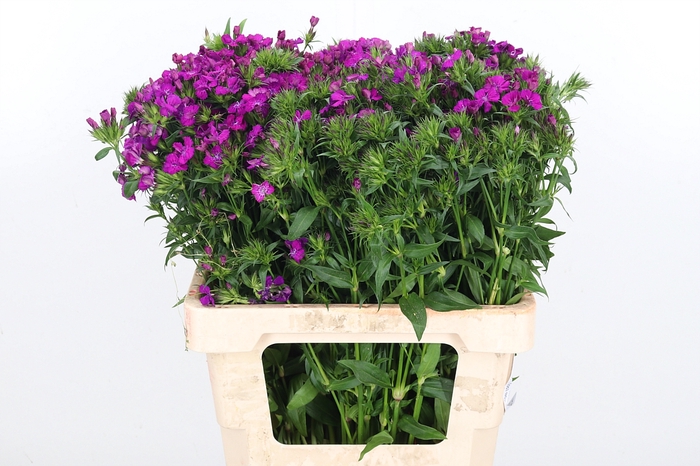 <h4>Di Barb Am Neon Purple</h4>