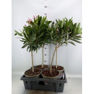 Nerium oleander   ...