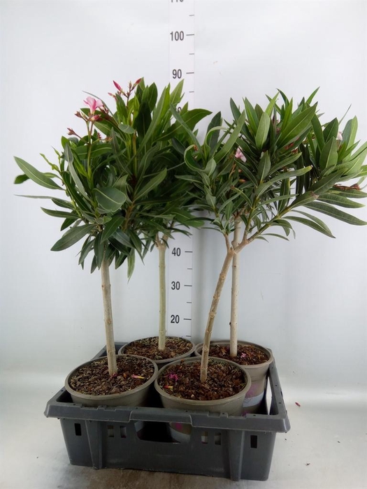 <h4>Nerium oleander ...</h4>