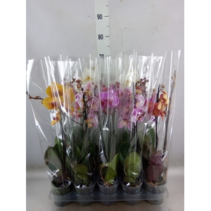 Phalaenopsis   ...mix  5