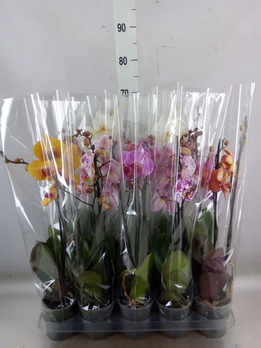 <h4>Phalaenopsis   ...mix  5</h4>