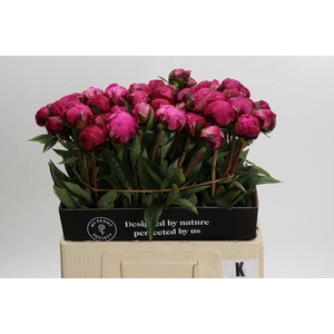 Paeonia Kansas