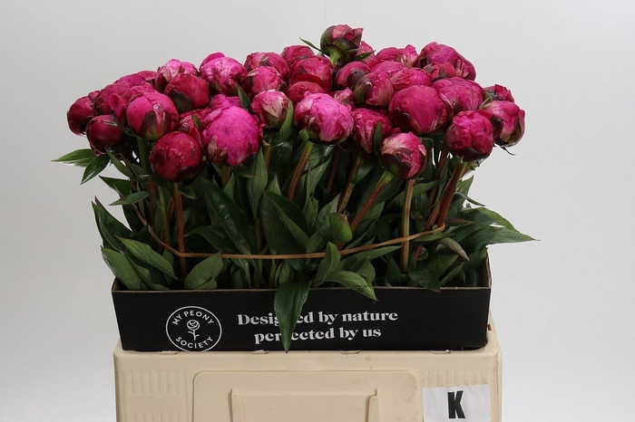 <h4>Paeonia Kansas</h4>