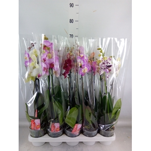 Phalaenopsis   ...mix