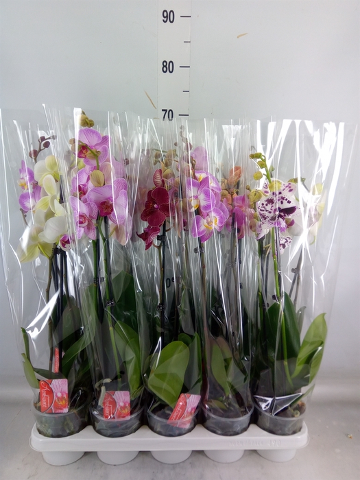 <h4>Phalaenopsis   ...mix</h4>