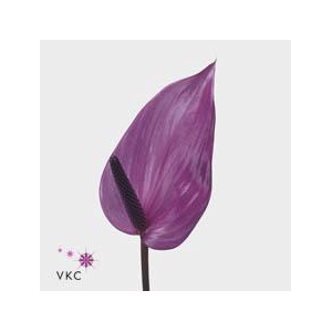 Anthurium previa