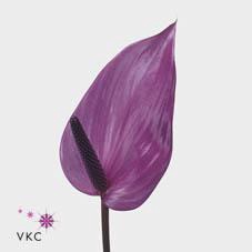 <h4>Anthurium previa</h4>