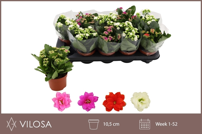 <h4>KAL GE GEM 4 KL</h4>