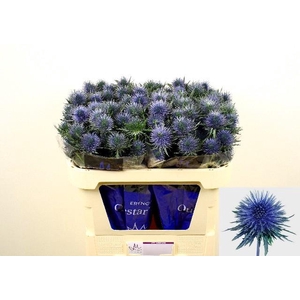Eryngium magnetar