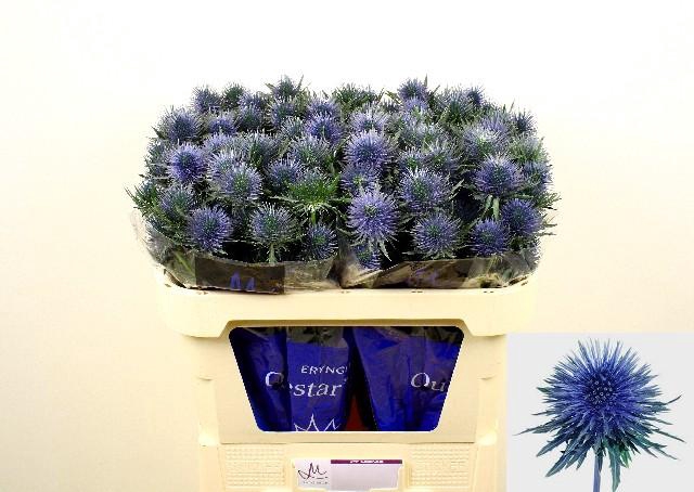 <h4>Eryngium magnetar</h4>
