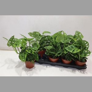 Monstera Adansonii
