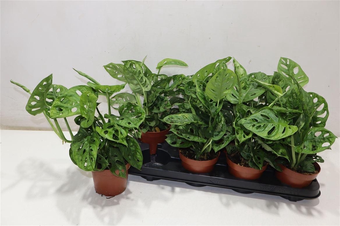 <h4>Monstera Adansonii</h4>