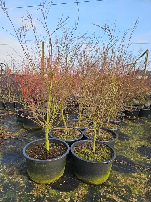 Acer palmatum Seiryu