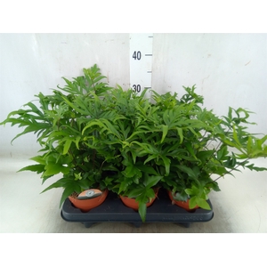 Doryopteris pedata