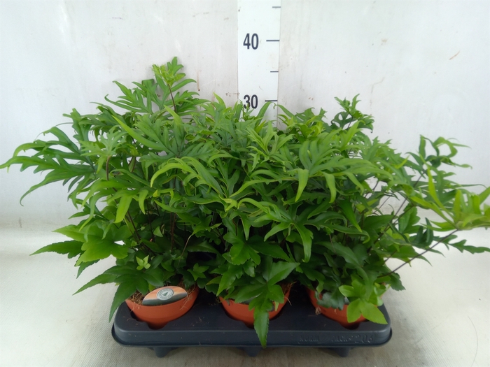 <h4>Doryopteris pedata</h4>