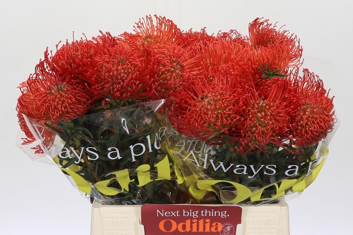 <h4>Nutans Succession</h4>